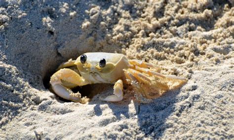 what do sand crabs eat.